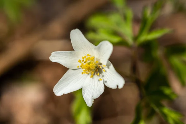 Close-up de anêmona de madeira branca e fundo enterrado. Primavera na Finlândia. Anemone nemorosa . — Fotografia de Stock