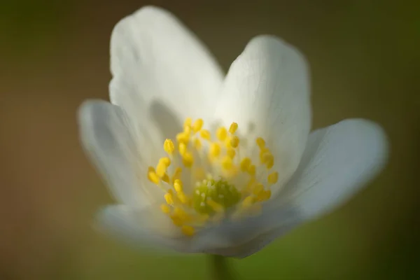 Primer plano de anémona de madera blanca y fondo enterrado. Primavera en Finlandia. Anémona nemorosa . —  Fotos de Stock