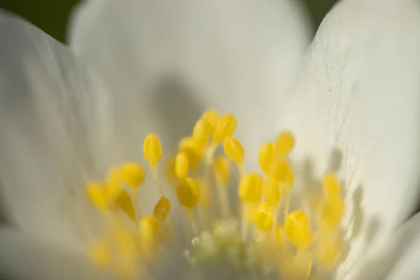白色木材合葵和毛刺背景的特写。芬兰的春天。埃奈蒙·涅莫罗萨. — 图库照片