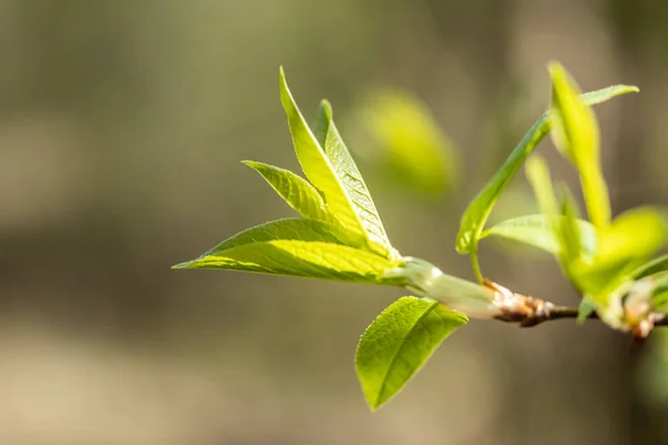 Young small willow leaves - Salix caprea, in spring, Finland — Stock Photo, Image