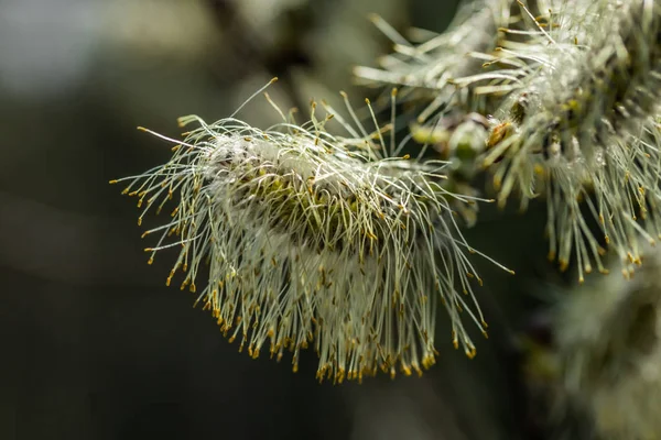 Weide - salix caprea - Knospen, die im Frühling blühen, Finnland — Stockfoto