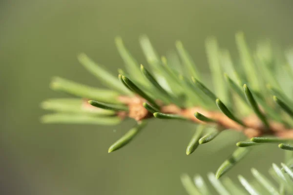 Spruce needles in spring, Finland, macro — Stock Photo, Image