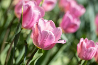Bahar sabahı yakın çekim parlak renkli pembe lale çiçekleri.