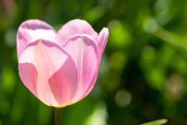 Bahar sabahı yakın çekim parlak renkli pembe lale çiçekleri.