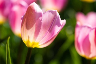 Bahar sabahı yakın çekim parlak renkli pembe lale çiçekleri.