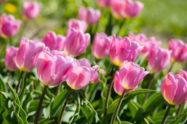 Bahar sabahı yakın çekim parlak renkli pembe lale çiçekleri.
