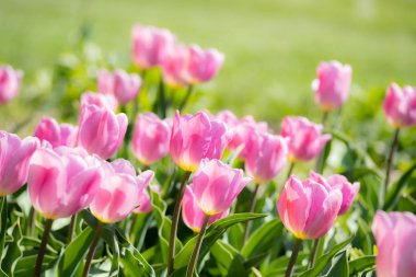 Bahar sabahı yakın çekim parlak renkli pembe lale çiçekleri.