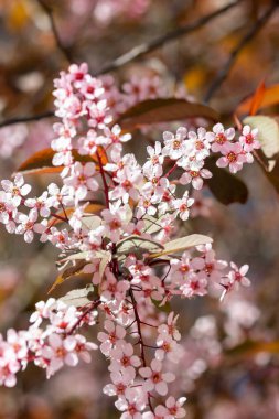 Kuş Kiraz, Prunus padus, parkta, Finlandiya