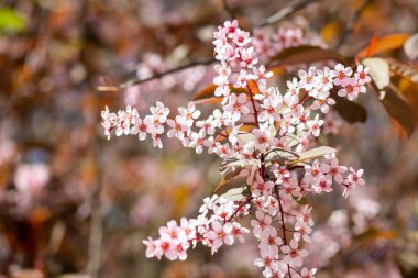 Kuş Kiraz, Prunus padus, parkta, Finlandiya