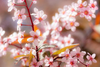 Kuş Kiraz, Prunus padus, parkta, Finlandiya