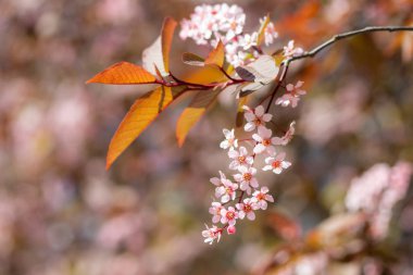 Kuş Kiraz, Prunus padus, parkta, Finlandiya
