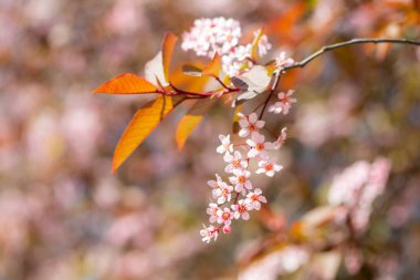 Kuş Kiraz, Prunus padus, parkta, Finlandiya