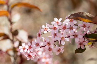 Kuş Kiraz, Prunus padus, parkta, Finlandiya