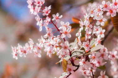 Kuş Kiraz, Prunus padus, parkta, Finlandiya