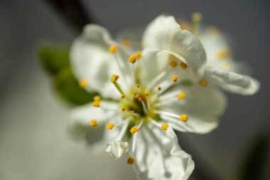 Erik beyaz çiçekleri ile yumuşak arka plan