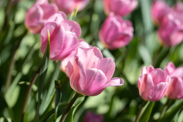 Close-up bright colorful pink tulip blooms in spring morning. — Stock Photo, Image