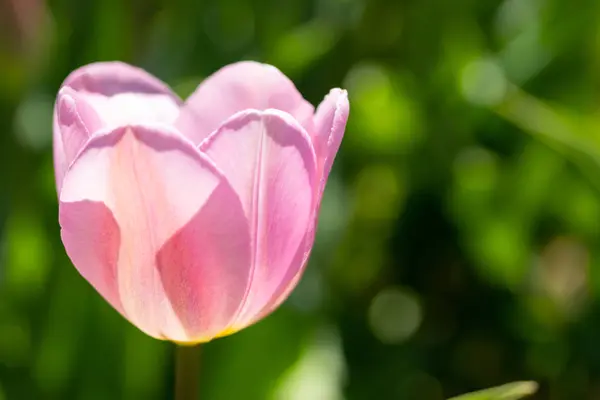 Close-up bright colorful pink tulip blooms in spring morning. — Stock Photo, Image
