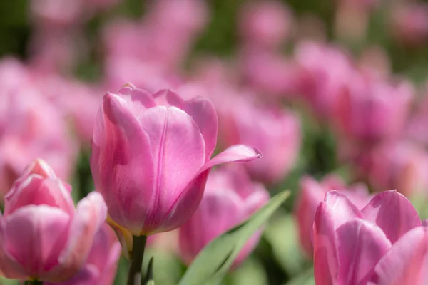 Close-up bright colorful pink tulip blooms in spring morning. — Stock Photo, Image