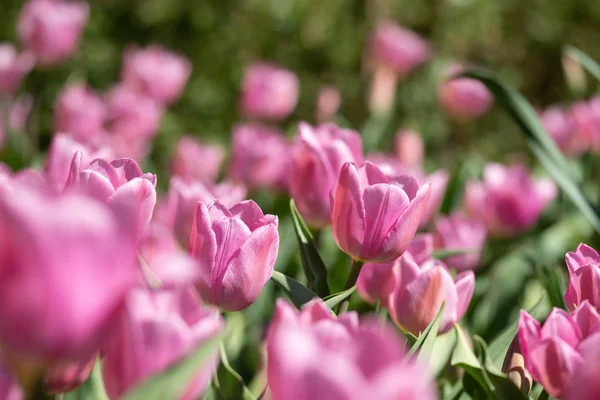 Gros plan lumineux coloré rose tulipe fleurit au printemps matin . — Photo