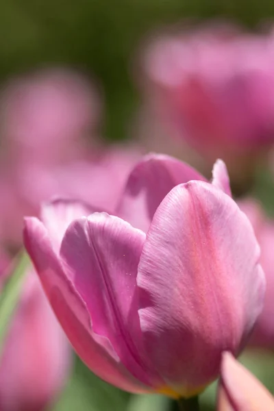 Primer plano brillante tulipán rosa florece en la mañana de primavera . — Foto de Stock