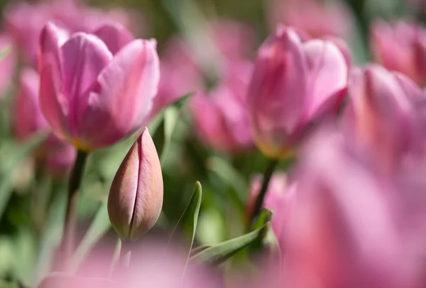Close-up brilhante colorido rosa tulipa flores na manhã de primavera . — Fotografia de Stock