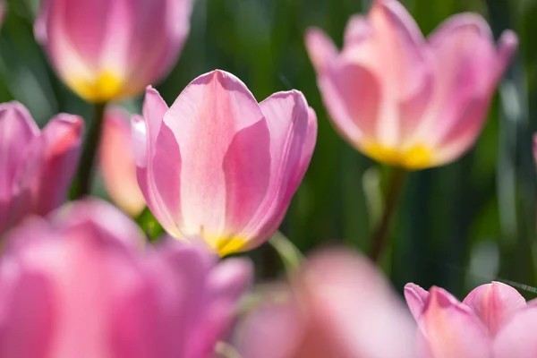 Close-up bright colorful pink tulip blooms in spring morning. — Stock Photo, Image