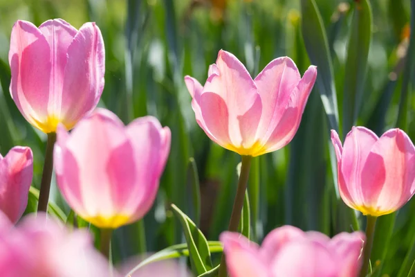 Крупный план яркий красочный розовый тюльпан цветет весной утром . — стоковое фото
