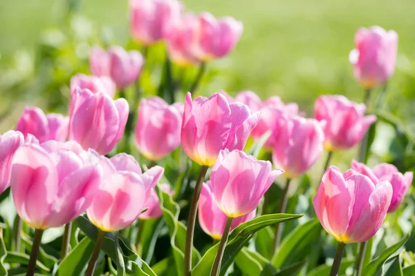 Крупный план яркий красочный розовый тюльпан цветет весной утром . — стоковое фото