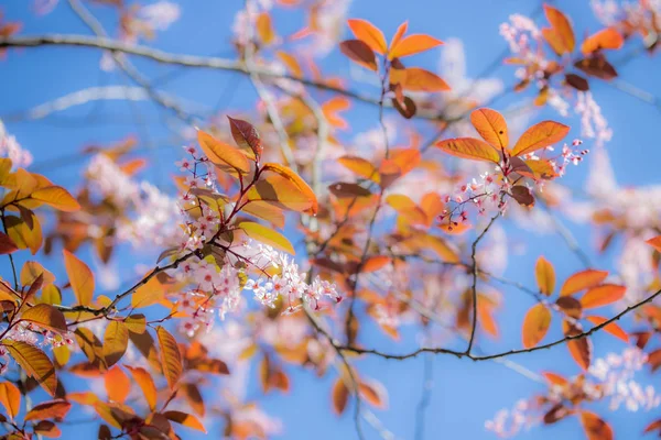 Wiśnia ptasia, Prunus Padus, w parku, Finlandia — Zdjęcie stockowe