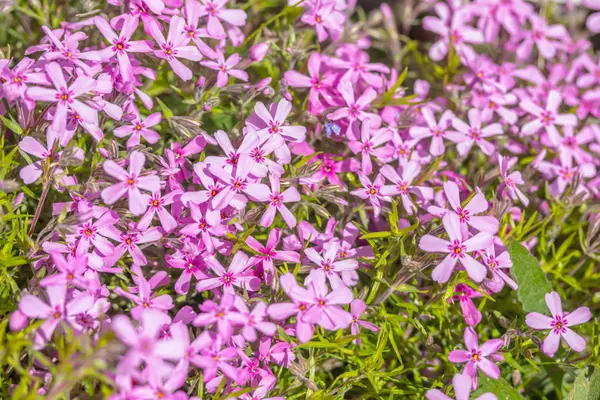 Vacker naturlig bakgrund av små lila blommor — Stockfoto