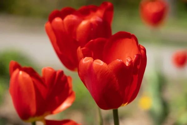 Close-up bright colorful red tulip blooms in spring morning. — Stock Photo, Image