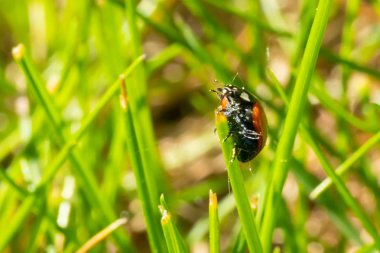 Yeşil çim makro yakın çekim üzerinde Kırmızı uğur böceği