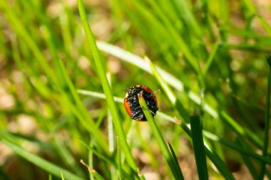 Yeşil çim makro yakın çekim üzerinde Kırmızı uğur böceği
