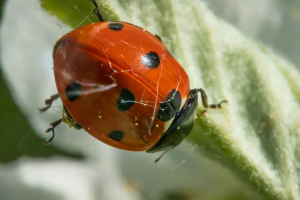 Coccinelle rouge sur la feuille verte macro gros plan — Photo