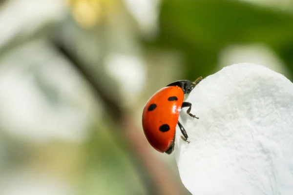 Roter Marienkäfer auf Apfelbaumblüten-Makro-Nahaufnahme — Stockfoto