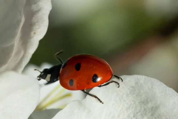 Roter Marienkäfer auf Apfelbaumblüten-Makro-Nahaufnahme — Stockfoto