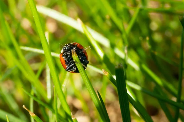Roter Marienkäfer auf grünem Gras Makro-Nahaufnahme — Stockfoto