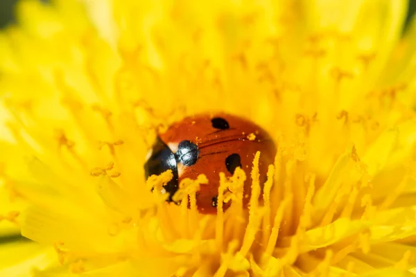 Coccinelle rouge sur macro gros plan fleur de pissenlit — Photo