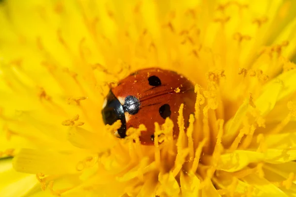 Roter Marienkäfer auf Löwenzahnblüten-Makro-Nahaufnahme — Stockfoto