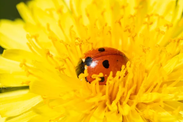 Roter Marienkäfer auf Löwenzahnblüten-Makro-Nahaufnahme — Stockfoto