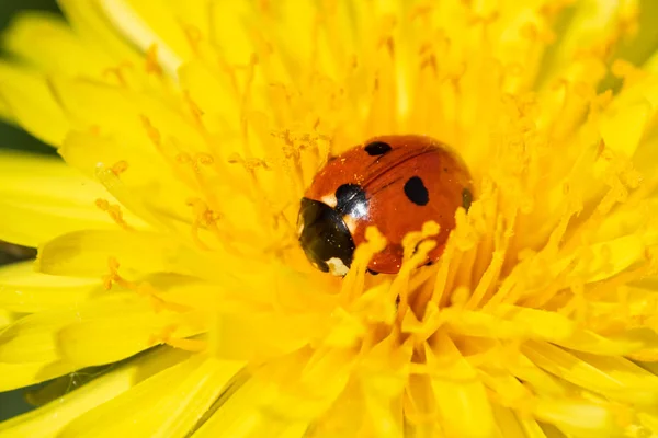 Roter Marienkäfer auf Löwenzahnblüten-Makro-Nahaufnahme — Stockfoto