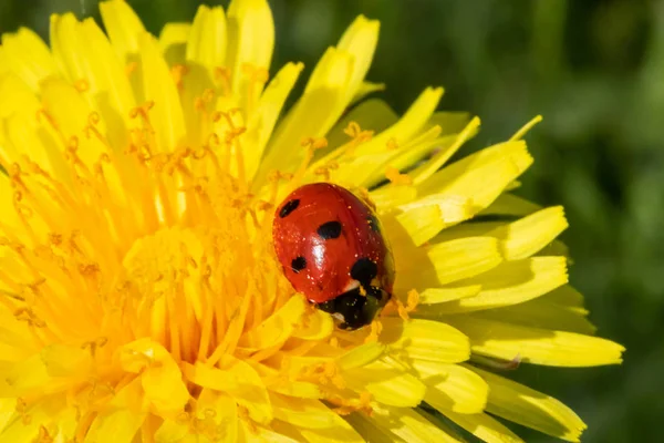 Coccinelle rouge sur macro gros plan fleur de pissenlit — Photo