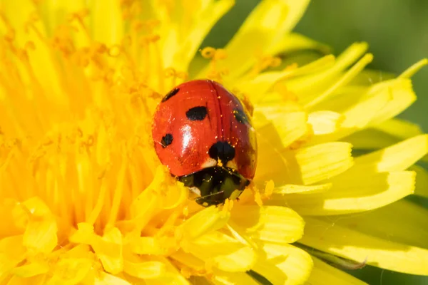 Roter Marienkäfer auf Löwenzahnblüten-Makro-Nahaufnahme — Stockfoto