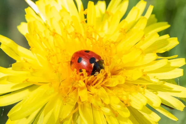 Coccinelle rouge sur macro gros plan fleur de pissenlit — Photo