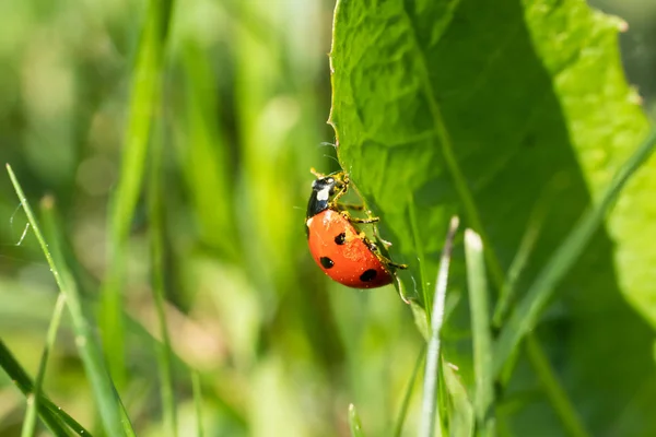 Coccinella rossa con polline su foglia verde macro primo piano — Foto Stock