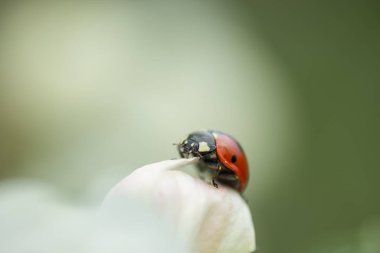 Elma ağacı çiçek makro yakın çekim üzerinde kırmızı uğur böceği