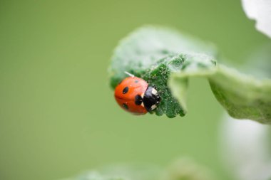 Elma ağacı yaprağı makro yakın çekim üzerinde kırmızı uğur böceği