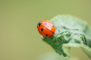 Elma ağacı yaprağı makro yakın çekim üzerinde kırmızı uğur böceği