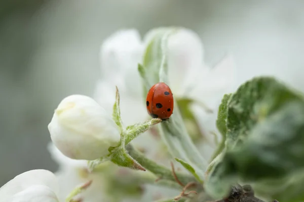 Roter Marienkäfer auf Apfelbaumblüten-Makro-Nahaufnahme — Stockfoto