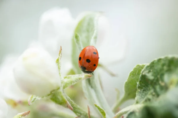 Roter Marienkäfer auf Apfelbaumblüten-Makro-Nahaufnahme — Stockfoto